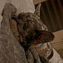 dog, brindle, blanket, sleeping, cozy, ears, indoor, bed, resting, fur, pet, animal, comfort, nap, texture, warm_lighting, calm, relaxation, home, soft