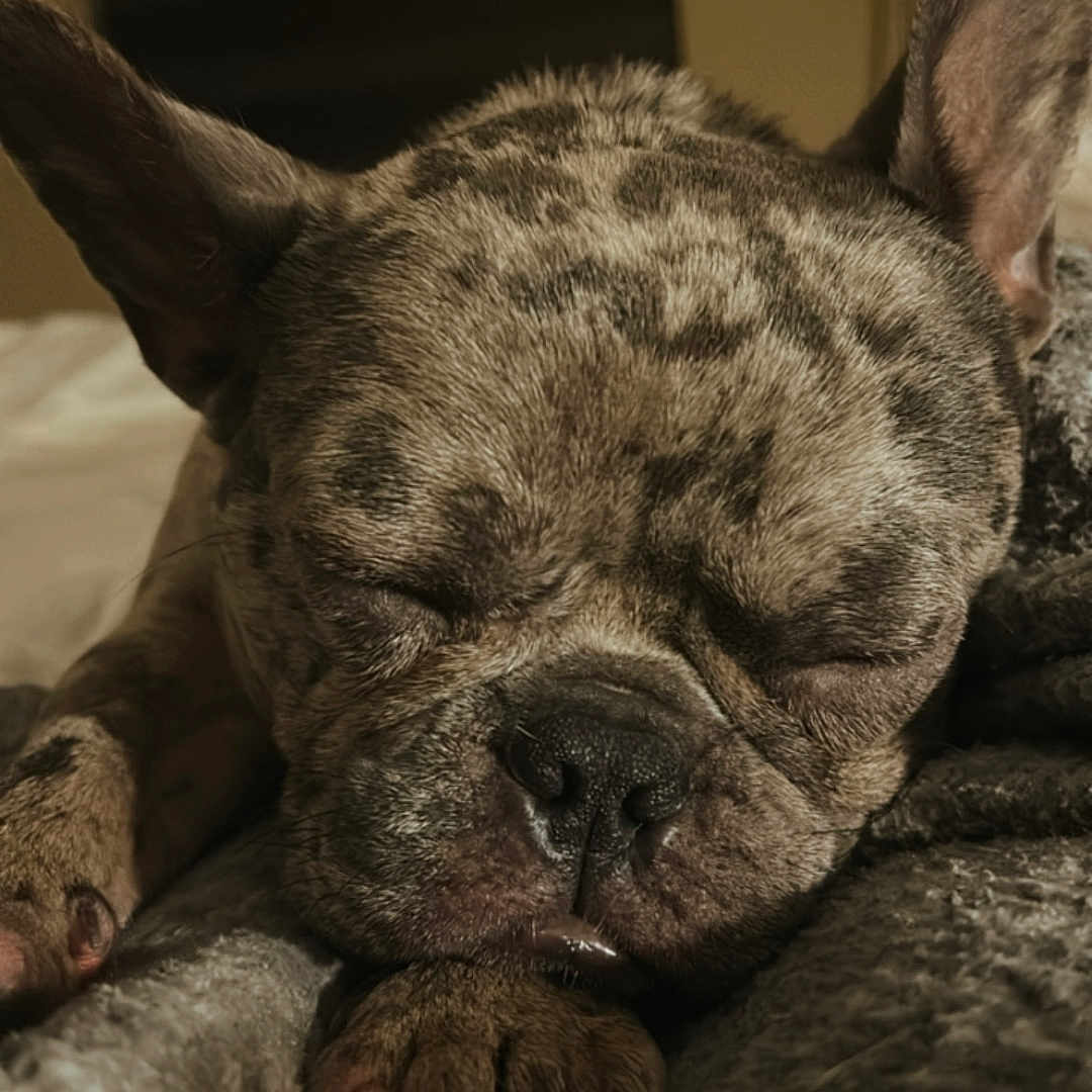 Kodii is registered to the contest to win money with this photo: animal, bedroom, blanket, close_up, cozy, cute, dog, domestic_animal, ears, french_bulldog, fur, indoor, napping, paw, pet, relaxation, resting, sleeping, snout, soft_lighting