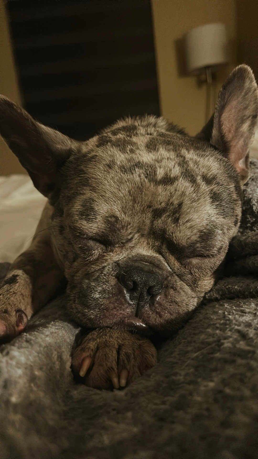 Kodii is registered to the contest to win money with this photo: dog, french_bulldog, sleeping, close_up, paw, ears, blanket, indoor, bedroom, cozy, resting, fur, pet, animal, snout, napping, cute, domestic_animal, relaxation, soft_lighting