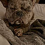 Kodii joined the competition — help win amazing prizes! dog, french_bulldog, sleepy, blanket, bed, indoor, cozy, pet, animal, paw, fur, ears, snout, resting, lamp, soft_light, warm, closeup, relaxation, sparkles