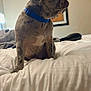 Kodii is registered to the contest to win money with this photo: dog, brindle, blue_collar, bed, blanket, indoor, pet, canine, fur, ears, side_view, animal, resting, furniture, cozy, domestic, room, portrait, sitting, fur_pattern