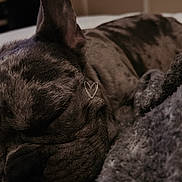Kodii joined the competition — help win amazing prizes! dog, sleeping, close_up, blanket, cozy, fur, rest, indoor, pet, snuggle, cute, peaceful, brown, soft_texture, animal, face, ear, napping, comfort, home
