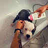 puppies, dogs, bath, bathtub, pet_care, bottle_feeding, white_puppy, black_puppy, animal, bathroom, human_hands, tattoo, water, grooming, cute, domestic_animal, pet, close_up, indoor, spa_day