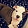 Baloo