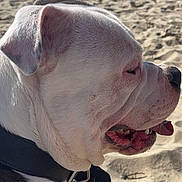 Baloo participe au concours pour gagner de l'argent avec cette photo : dog, bulldog, beach, sand, sunny, outdoor, animal, pet, canine, collar, side_profile, tongue_out, relaxed, summer, vacation, daytime, nature, water, shore, recreation
