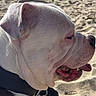 dog, bulldog, beach, sand, sunny, outdoor, animal, pet, canine, collar, side_profile, tongue_out, relaxed, summer, vacation, daytime, nature, water, shore, recreation