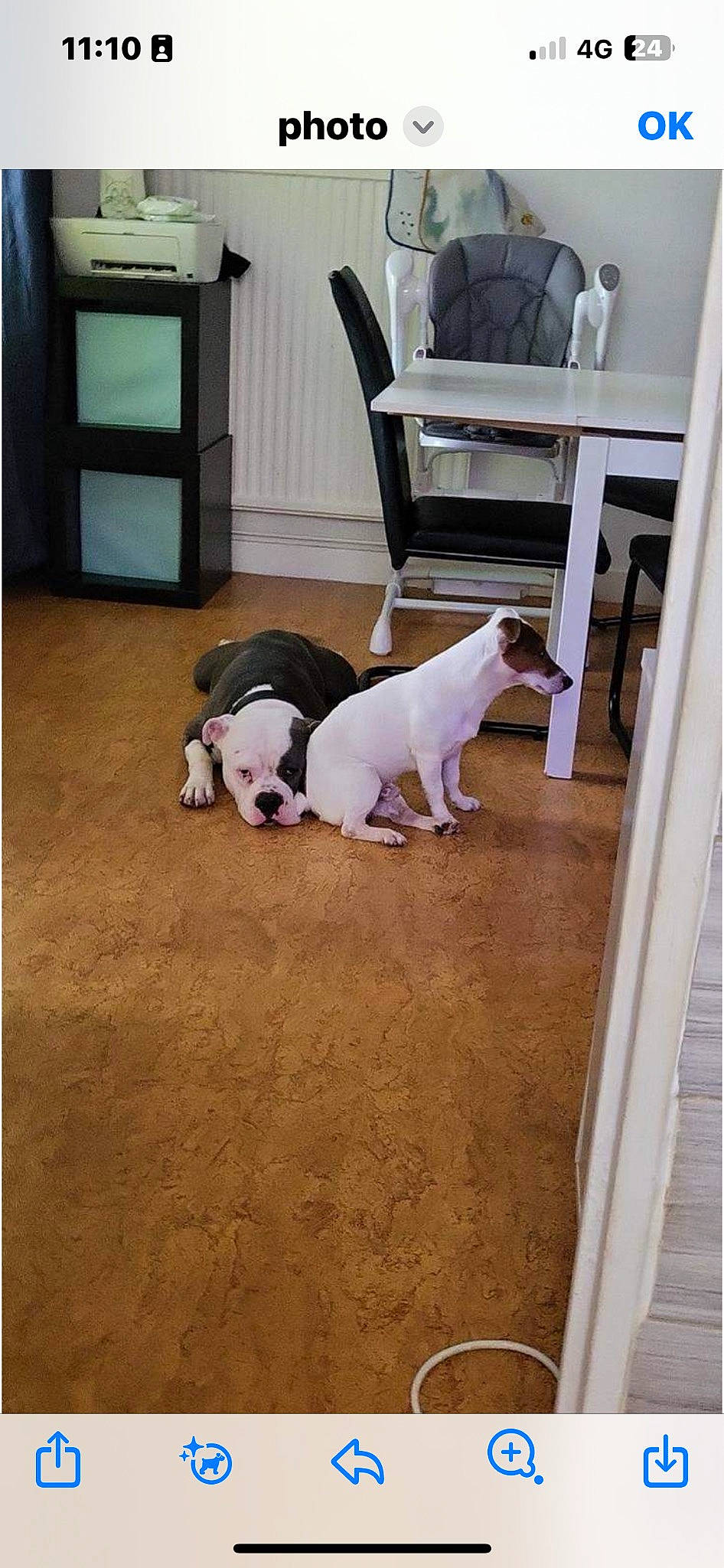 Baloo Et Djul participe au concours pour gagner de l'argent avec cette photo : carnivore, comfort, companion_dog, dog, dog_breed, dog_supply, door, fawn, floor, flooring, hardwood, house, laminate_flooring, pet_supply, room, snout, tail, wood, wood_flooring, working_animal