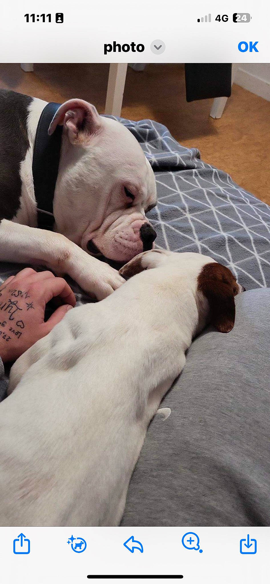 Baloo Et Djul participe au concours pour gagner de l'argent avec cette photo : canidae, carnivore, comfort, companion_dog, dog, dog_breed, fawn, flesh, flooring, hardwood, human_leg, mammal, snout, sporting_group, suidae, terrestrial_animal, vertebrate, whiskers, working_animal, wrinkle