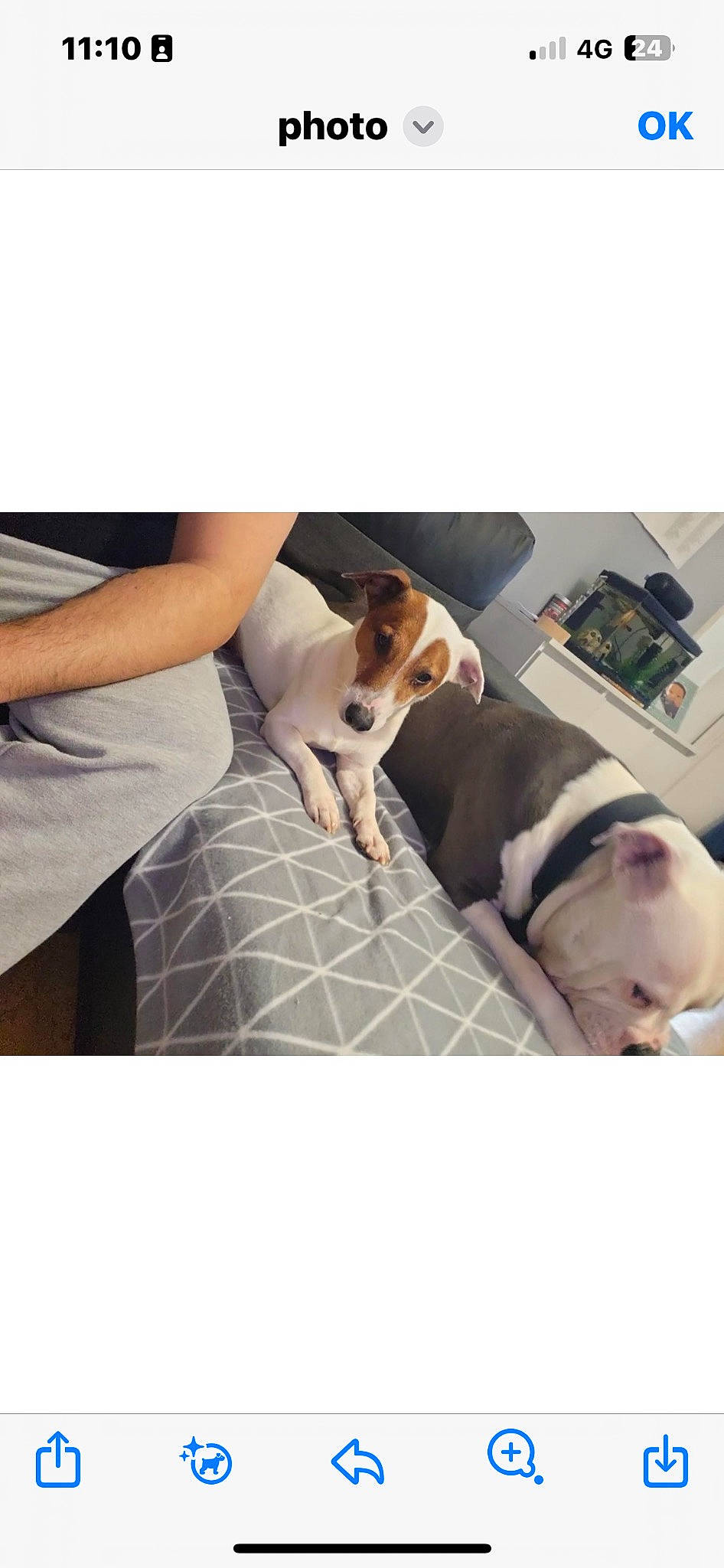 Baloo Et Djul participe au concours pour gagner de l'argent avec cette photo : carnivore, collar, comfort, companion_dog, dog, dog_breed, dog_supply, fawn, flooring, human_leg, linens, pattern, pet_supply, rectangle, room, sitting, sleeve, sporting_group, square, working_animal