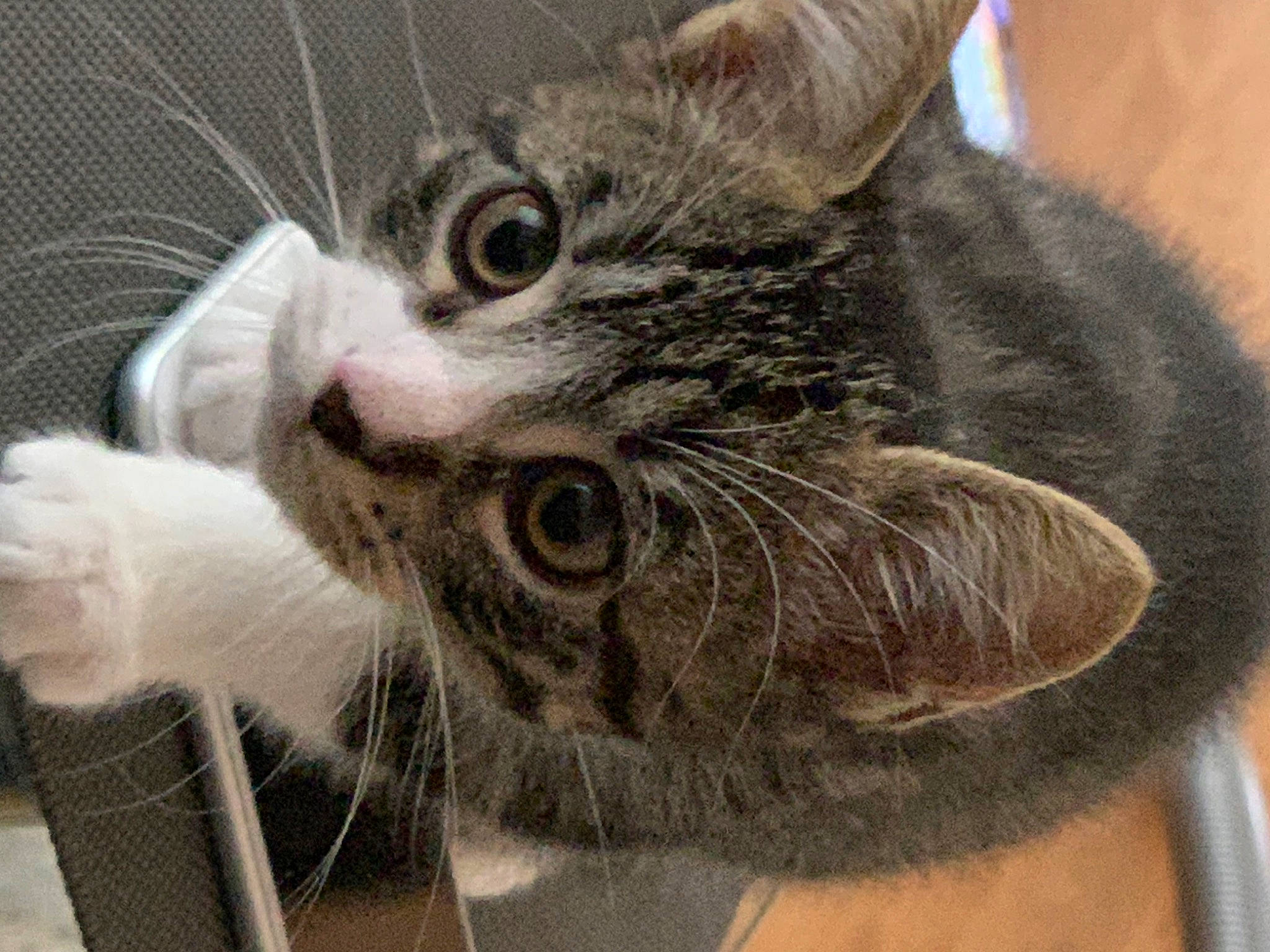 Tajine participe au concours pour gagner de l'argent avec cette photo : carnivore, cat, claw, domestic_short_haired_cat, ear, felidae, fur, paw, small_to_medium_sized_cats, snout, tail, terrestrial_animal, whiskers