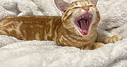Leo is registered to the contest to win money with this photo: cat, orange_tabby, yawning, pet, feline, blanket, cozy, indoor, relaxed, cute, fur, animal, whiskers, sleepy, mouth_open, paws, bed, soft_texture, comfort, domestic
