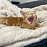 cat, orange_tabby, yawning, pet, feline, blanket, cozy, indoor, relaxed, cute, fur, animal, whiskers, sleepy, mouth_open, paws, bed, soft_texture, comfort, domestic