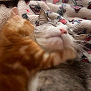 Leo joined the competition — help win amazing prizes! cat, orange_cat, gray_tabby_cat, paw, snuggling, blanket, cozy, patterned_blanket, sleeping, closeup, pet, animal, feline, cute, domestic_cat, indoor, resting, soft_focus, warm_lighting, affection