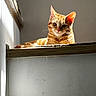 cat, orange_tabby, sunlight, indoor, ledges, wall, curious, pet, feline, resting, ears, whiskers, relaxed, shadow, light, animal, domestic, cute, portrait, house