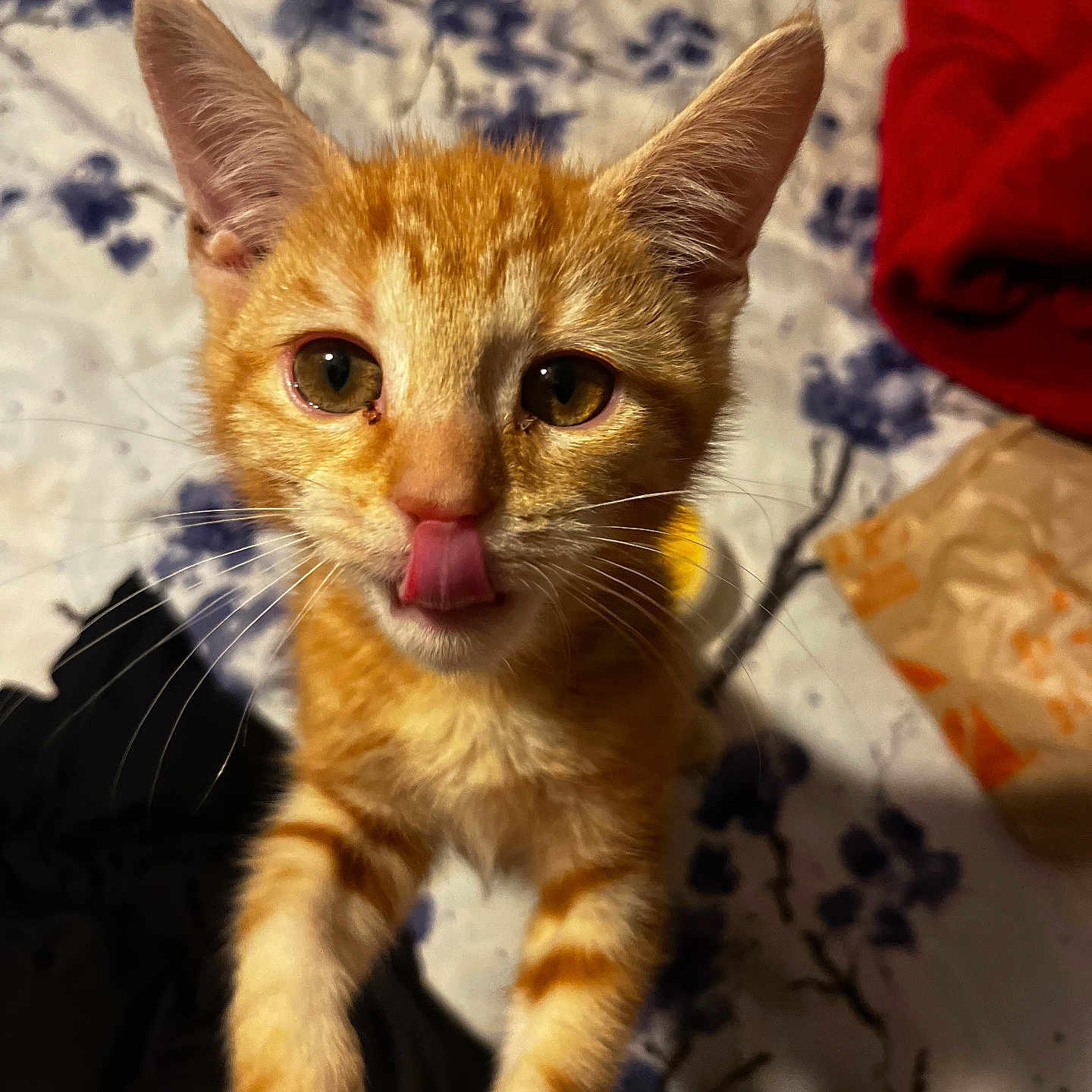 Leo