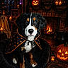 Maple is registered to the contest to win money with this photo: black_fur, book, brown_fur, candle, cape, costume, cozy, decorations, dog, fireplace, ghost_decoration, halloween, indoors, jack_o_lantern, lantern, pumpkin, puppy, sign, spellbook, white_fur