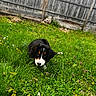 Maple joined the competition — help win amazing prizes! dog, puppy, bernese_mountain_dog, grass, wildflowers, backyard, fence, outdoor, greenery, nature, cute, animal, pet, young_dog, playful, canine, fur, black_white_brown, summer, yard