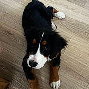 Maple is registered to the contest to win money with this photo: dog, puppy, bernese_mountain_dog, black_fur, white_fur, brown_fur, floor, wood_floor, indoor, pet, animal, cute, lying_down, looking_up, young_dog, canine, domestic_animal, mammal, companion, fur