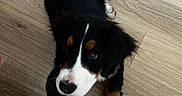 Maple is registered to the contest to win money with this photo: animal, bernese_mountain_dog, black_fur, brown_fur, canine, companion, cute, dog, domestic_animal, floor, fur, indoor, looking_up, lying_down, mammal, pet, puppy, white_fur, wood_floor, young_dog