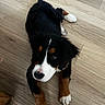 dog, puppy, bernese_mountain_dog, black_fur, white_fur, brown_fur, floor, wood_floor, indoor, pet, animal, cute, lying_down, looking_up, young_dog, canine, domestic_animal, mammal, companion, fur