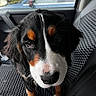 Maple joined the competition — help win amazing prizes! bernese_mountain_dog, puppy, dog, car_interior, car_seat, window, rain, close_up, pet, animal, black_fur, white_fur, brown_fur, cute, looking_at_camera, indoor, daylight, texture, seat_cover, vehicle