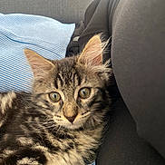 Moustache a rejoint le concours — aidez-le/la à gagner de superbes lots ! animal, black, blue, cat, closeup, curious, cushion, cute, ears, feline, fur, gray, indoor, kitten, pet, resting, striped, tabby, whiskers, young