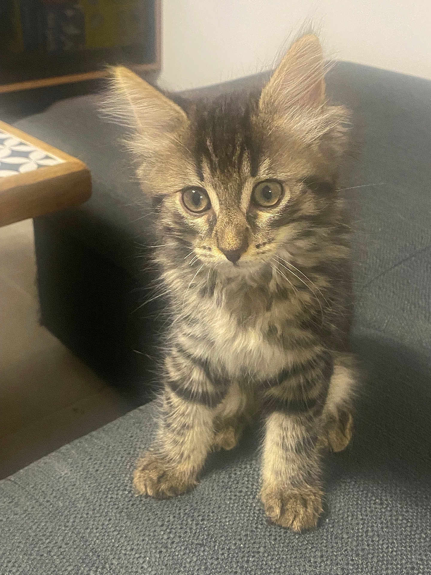 Moustache participe au concours pour gagner de l'argent avec cette photo : kitten, cat, tabby, feline, indoor, pet, animal, curious, sitting, young, fur, whiskers, ears, cute, gray, brown, striped, closeup, portrait, domestic