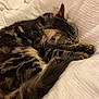 cat, tabby, sleeping, fur, whiskers, paws, tail, cozy, blanket, resting, pet, animal, cute, domestic_cat, indoor, relaxing, feline, soft, comfort, nap