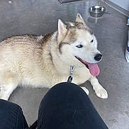 Nooky participe au concours pour gagner de l'argent avec cette photo : animal, black_pants, blue_eyes, canine, companion, concrete_floor, dog, domestic, floor, friendly, fur, happy, husky, indoor, leash, panting, pet, resting, sitting, tongue_out