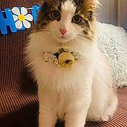 Evie joined the competition — help win amazing prizes! cat, fluffy, collar, flower, pink_nose, couch, pillow, indoor, pet, feline, sitting, close_up, decor, cozy, animal, whiskers, ears, fur, home, cute