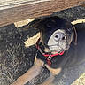 puppy, dog, black_dog, red_collar, outdoor, grass, dirt, wood, bench, pet, animal, canine, young_dog, close_up, sunlight, shadow, looking_up, cute, playful, nose