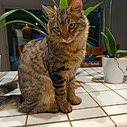 Louny a rejoint le concours — aidez-le/la à gagner de superbes lots ! cat, tabby, pet, feline, animal, indoor, plant, potted_plant, tile, countertop, fur, whiskers, ears, eyes, domestic_animal, houseplant, curious, sitting, brown, striped
