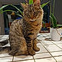 cat, tabby, pet, feline, animal, indoor, plant, potted_plant, tile, countertop, fur, whiskers, ears, eyes, domestic_animal, houseplant, curious, sitting, brown, striped