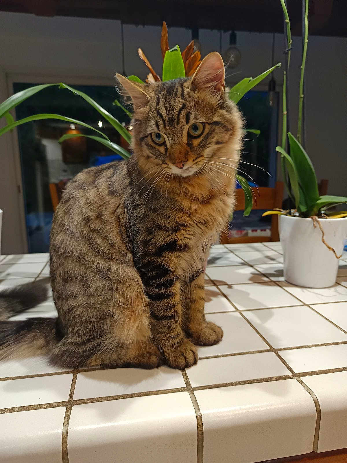 Louny a rejoint le concours — aidez-le/la à gagner de superbes lots ! cat, tabby, pet, feline, animal, indoor, plant, potted_plant, tile, countertop, fur, whiskers, ears, eyes, domestic_animal, houseplant, curious, sitting, brown, striped