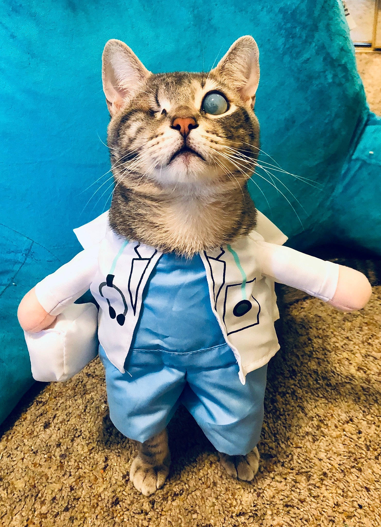 Sonar is registered to the contest to win money with this photo: aegean_cat, american_shorthair, asian, blue, carnivore, cat, domestic_short_haired_cat, european_shorthair, felidae, hand, kitten, paw, pixie_bob, polydactyl_cat, sand, small_to_medium_sized_cats, tabby_cat, turquoise, whiskers, wild_cat