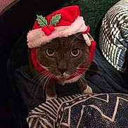 Mourka a rejoint le concours — aidez-le/la à gagner de superbes lots ! black_cat, carnivoran, cat, cat_like_mammal, mammal, photo_caption, small_to_medium_sized_cats, vertebrate, whiskers