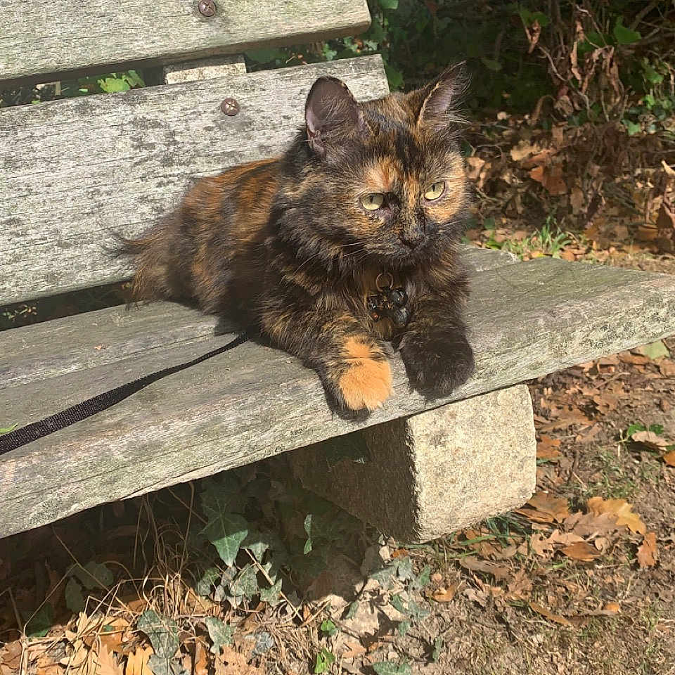 Céleste a rejoint le concours — aidez-le/la à gagner de superbes lots ! cat, tortoiseshell_cat, fluffy, fur, animal, pet, outdoor, park, bench, wooden_bench, autumn, leaves, garden, nature, sitting, lounging, collar, harness, whiskers, portrait