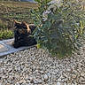 Céleste participe au concours pour gagner de l'argent avec cette photo : cat, tortoiseshell_cat, fluffy, pet, animal, garden, flowers, dahlia, plants, outdoor, sunset, golden_hour, pebbles, rocks, landscape, grass, rural, sitting, relaxed, portrait