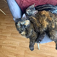 Céleste participe au concours pour gagner de l'argent avec cette photo : cat, cats, kitten, tortoiseshell_cat, tabby_cat, fluffy, fur, whiskers, green_eyes, yellow_eyes, animal, pet, sleeping, lounging, chair, cushion, indoor, wooden_floor, portrait, cuddling