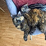 cat, cats, kitten, tortoiseshell_cat, tabby_cat, fluffy, fur, whiskers, green_eyes, yellow_eyes, animal, pet, sleeping, lounging, chair, cushion, indoor, wooden_floor, portrait, cuddling