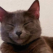Cinderella is registered to the contest to win money with this photo: cat, gray_cat, close_up, sleeping, pet, feline, whiskers, ears, fur, domestic_cat, animal, cute, resting, face, muzzle, indoor, calm, peaceful, portrait, relaxed