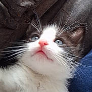 Oliver is registered to the contest to win money with this photo: kitten, cat, close_up, blue_eyes, pink_nose, white_fur, black_fur, whiskers, pet, animal, cute, young, feline, soft_texture, indoor, resting, curious, fluffy, portrait, domestic_animal