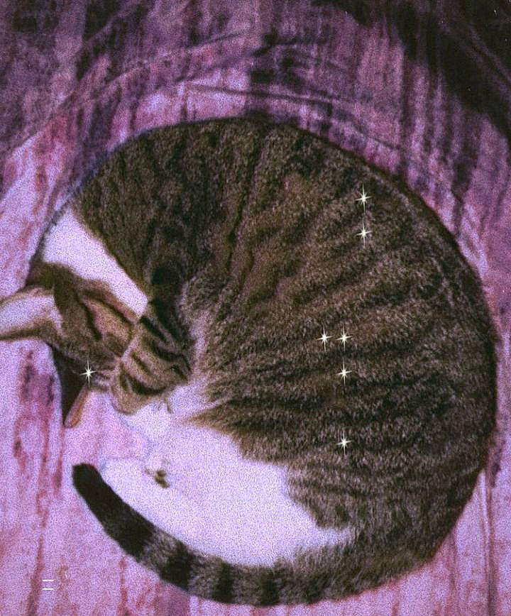 Roxanne joined the competition — help win amazing prizes! art, carnivore, cat, circle, domestic_short_haired_cat, felidae, fur, magenta, painting, pattern, paw, small_to_medium_sized_cats, snout, tail, terrestrial_animal, thread, visual_arts, whiskers, wool, woolen