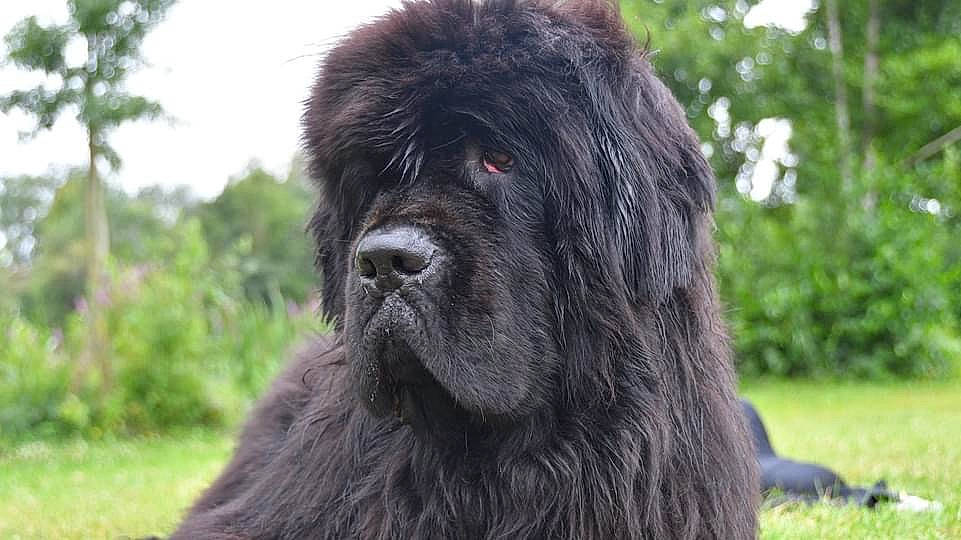 Prospeyr participe au concours pour gagner de l'argent avec cette photo : canidae, carnivore, companion_dog, dog, dog_breed, fur, gaddi_kutta, grass, plant, sky, sporting_group, terrestrial_animal, tree, working_animal