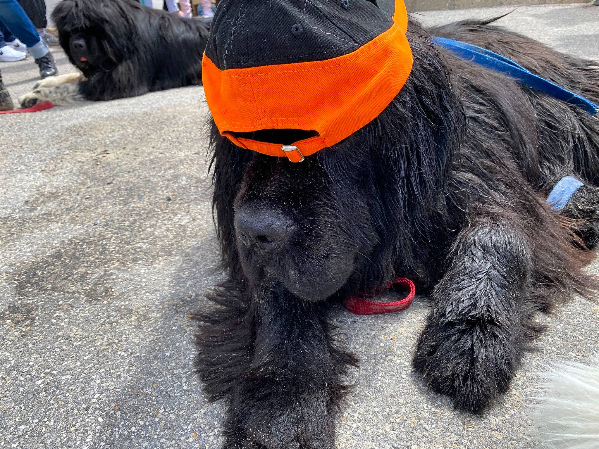 Prospeyr a rejoint le concours — aidez-le/la à gagner de superbes lots ! canidae, carnivore, collar, companion_dog, costume_hat, dog, dog_breed, dog_collar, dog_supply, fashion_accessory, fur, hat, leash, liver, personal_protective_equipment, pet_supply, snout, tail, working_animal, working_dog