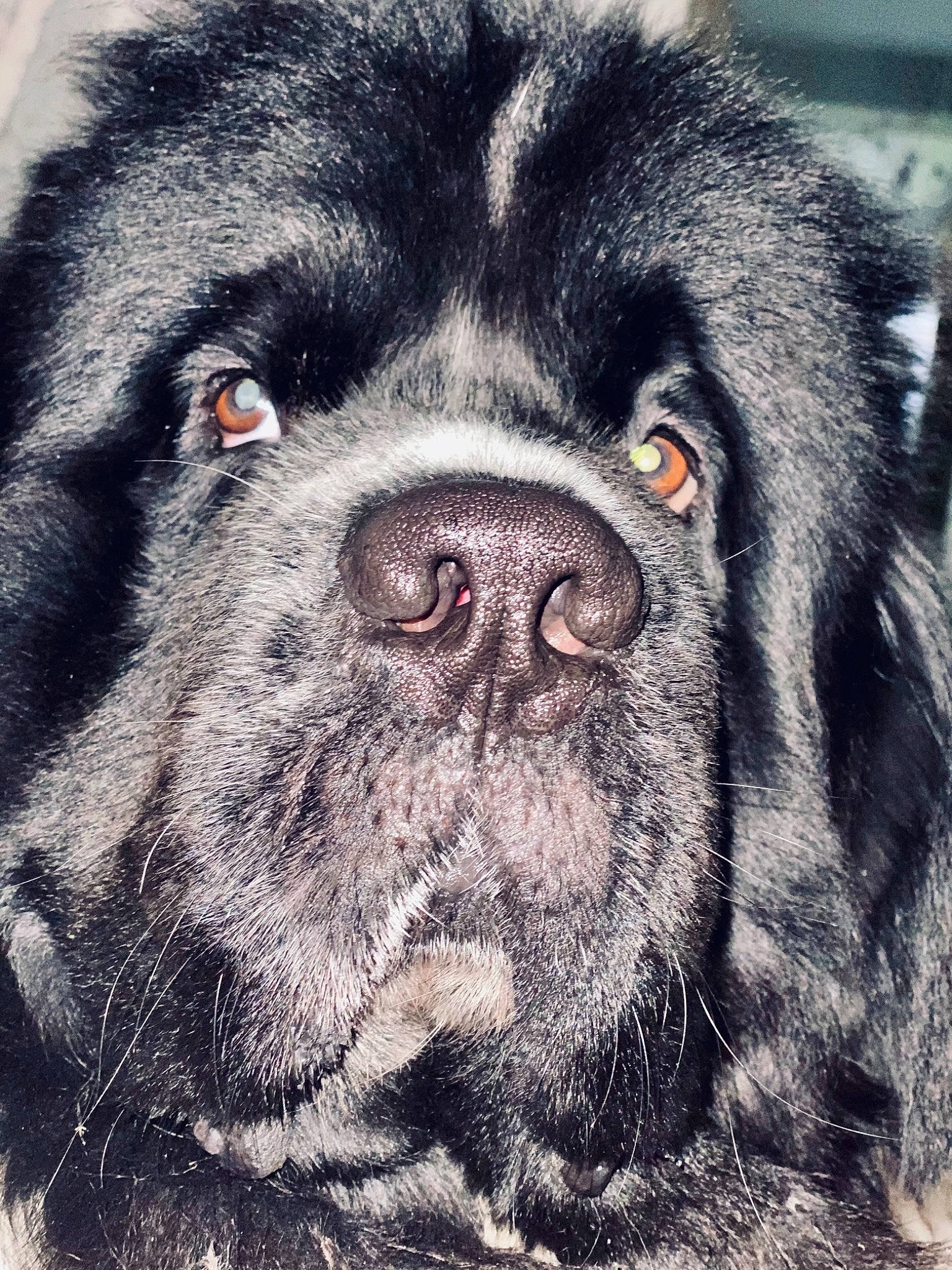 Owhen participe au concours pour gagner de l'argent avec cette photo : ancient_dog_breeds, canidae, carnivore, companion_dog, dog, dog_breed, drawing, giant_dog_breed, mammal, newfoundland, nose, snout, sporting_group, vertebrate