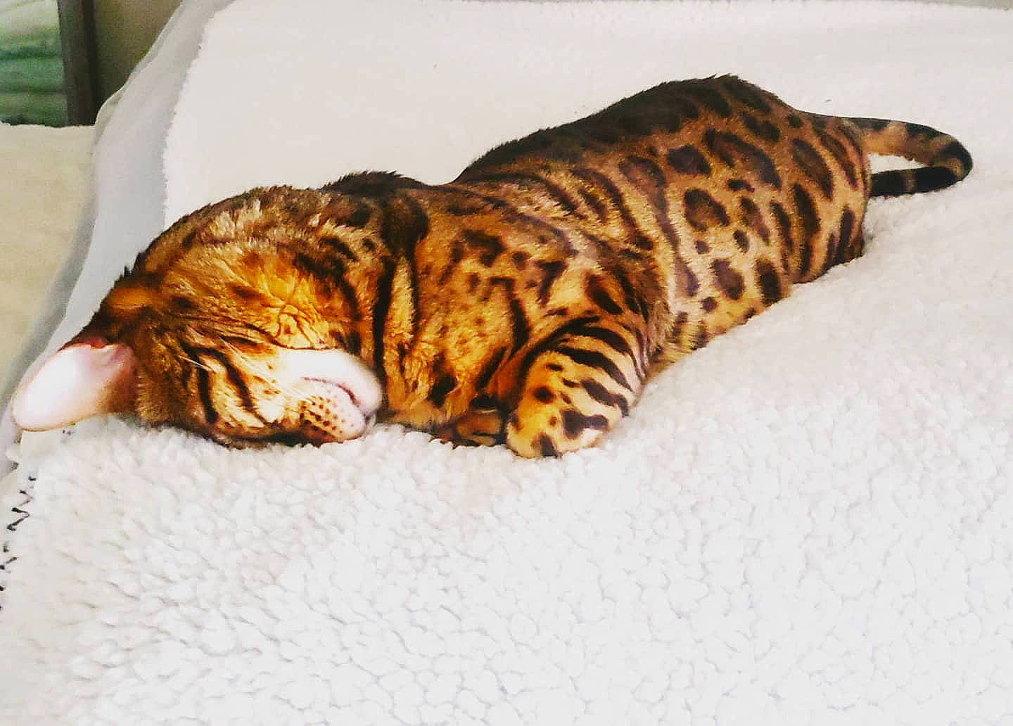 Binx is registered to the contest to win money with this photo: big_cats, carnivore, cat, cat_bed, comfort, domestic_short_haired_cat, fawn, felidae, fur, head, paw, siberian_tiger, small_to_medium_sized_cats, snout, tail, terrestrial_animal, tiger, whiskers, wildlife, wood