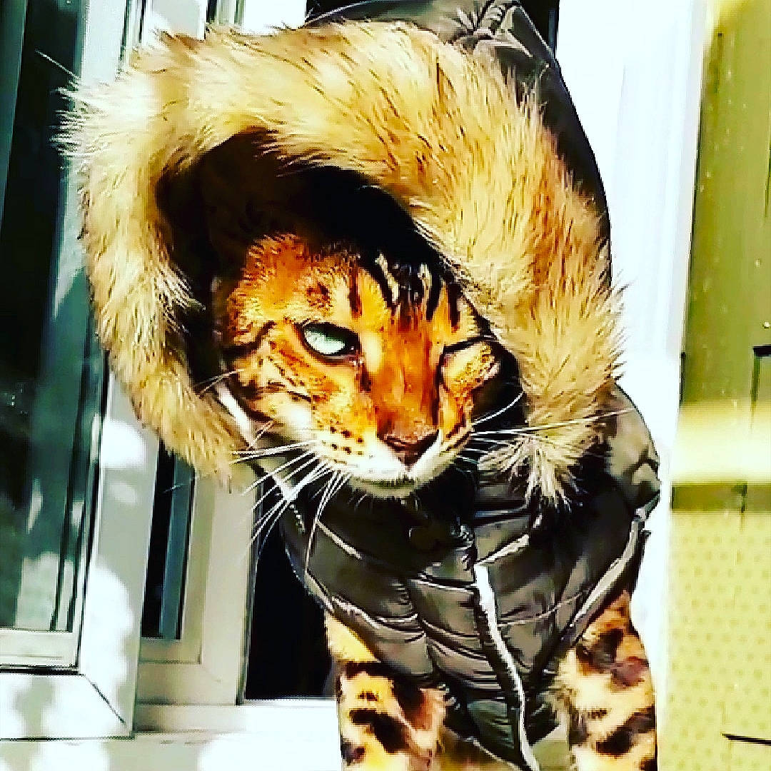 Binx joined the competition — help win amazing prizes! art, bangs, big_cats, carnivore, cat, companion_dog, domestic_short_haired_cat, electronic_device, eye, fashion_accessory, felidae, fur, head, small_to_medium_sized_cats, snout, tail, terrestrial_animal, whiskers, wildlife, window