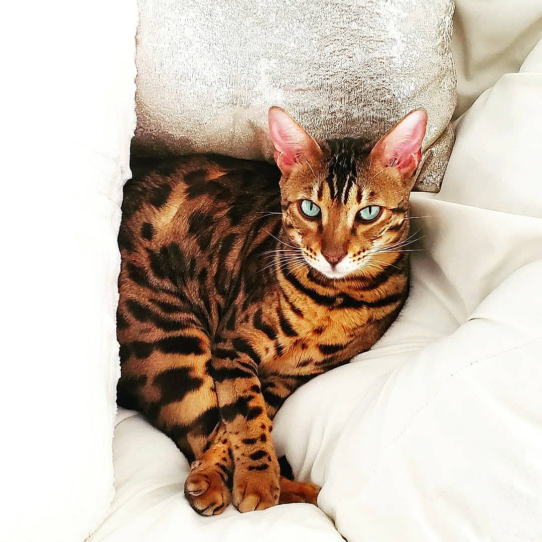 Binx joined the competition — help win amazing prizes! carnivore, cat, comfort, couch, domestic_short_haired_cat, eye, fawn, felidae, fur, linens, paw, sitting, small_to_medium_sized_cats, snout, tail, terrestrial_animal, whiskers