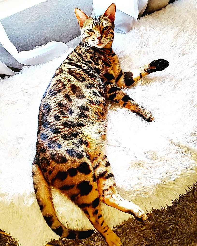 Binx is registered to the contest to win money with this photo: big_cats, carnivore, cat, claw, comfort, domestic_short_haired_cat, fawn, felidae, foot, fur, head, pattern, paw, sitting, small_to_medium_sized_cats, snout, tail, terrestrial_animal, whiskers, wildlife